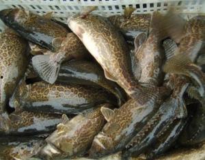 鳜鱼养殖爆料怎么做视频,视频制作攻略全解析  第2张